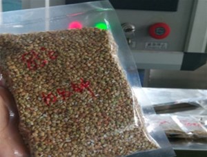 蕎麥殺菌試機成功